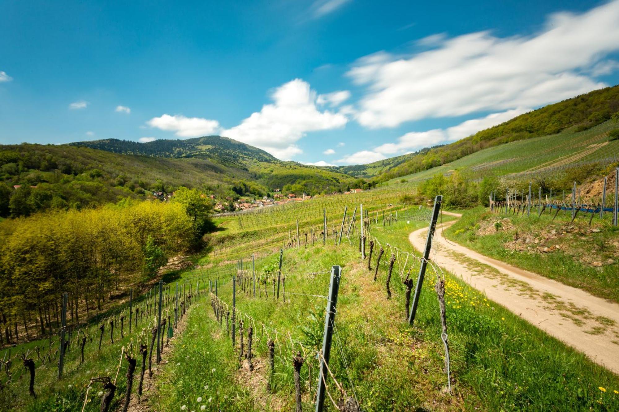 Reichsfeld Chambre Du Vigneron - Domaine Leon Bleesz מראה חיצוני תמונה