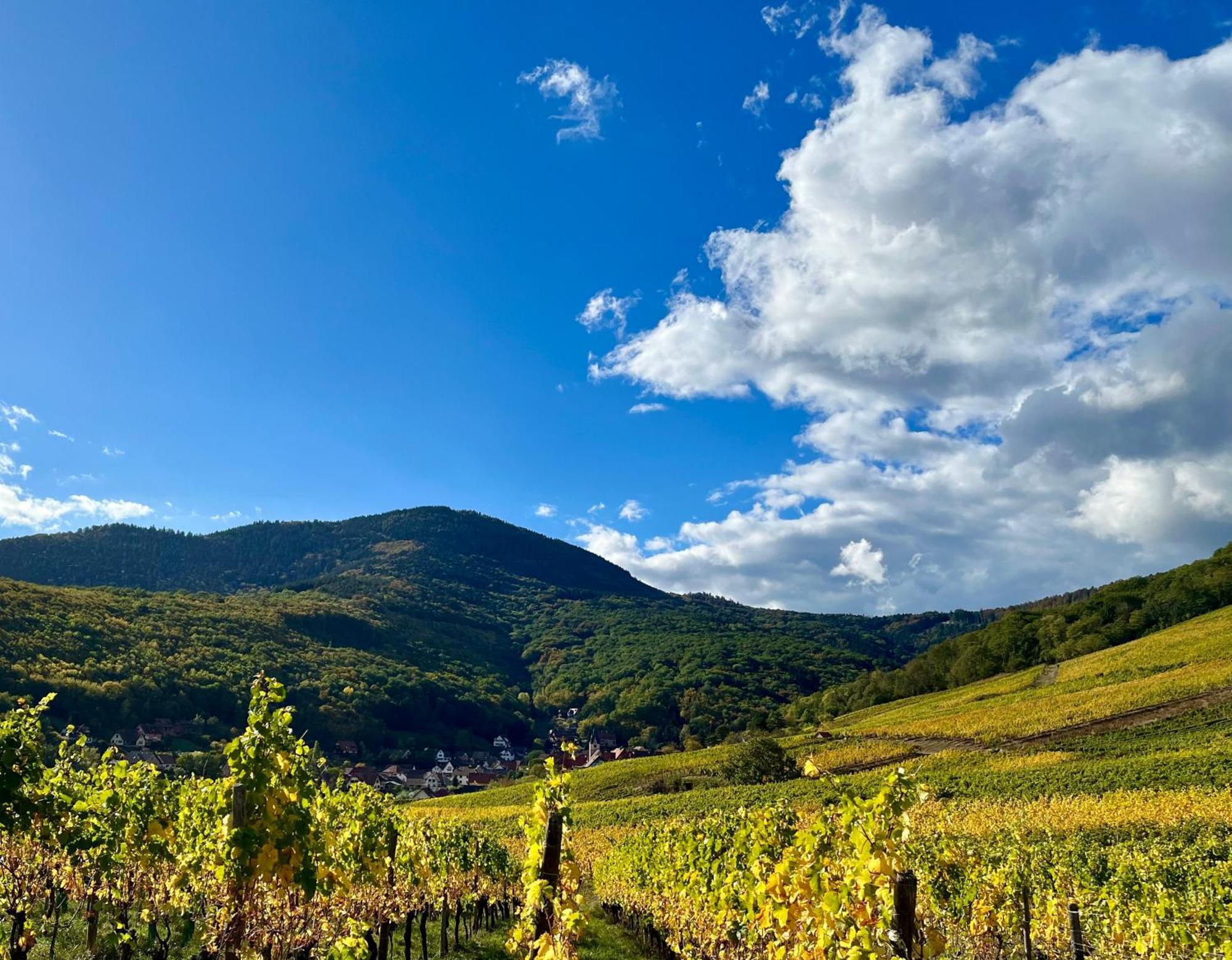 Reichsfeld Chambre Du Vigneron - Domaine Leon Bleesz מראה חיצוני תמונה