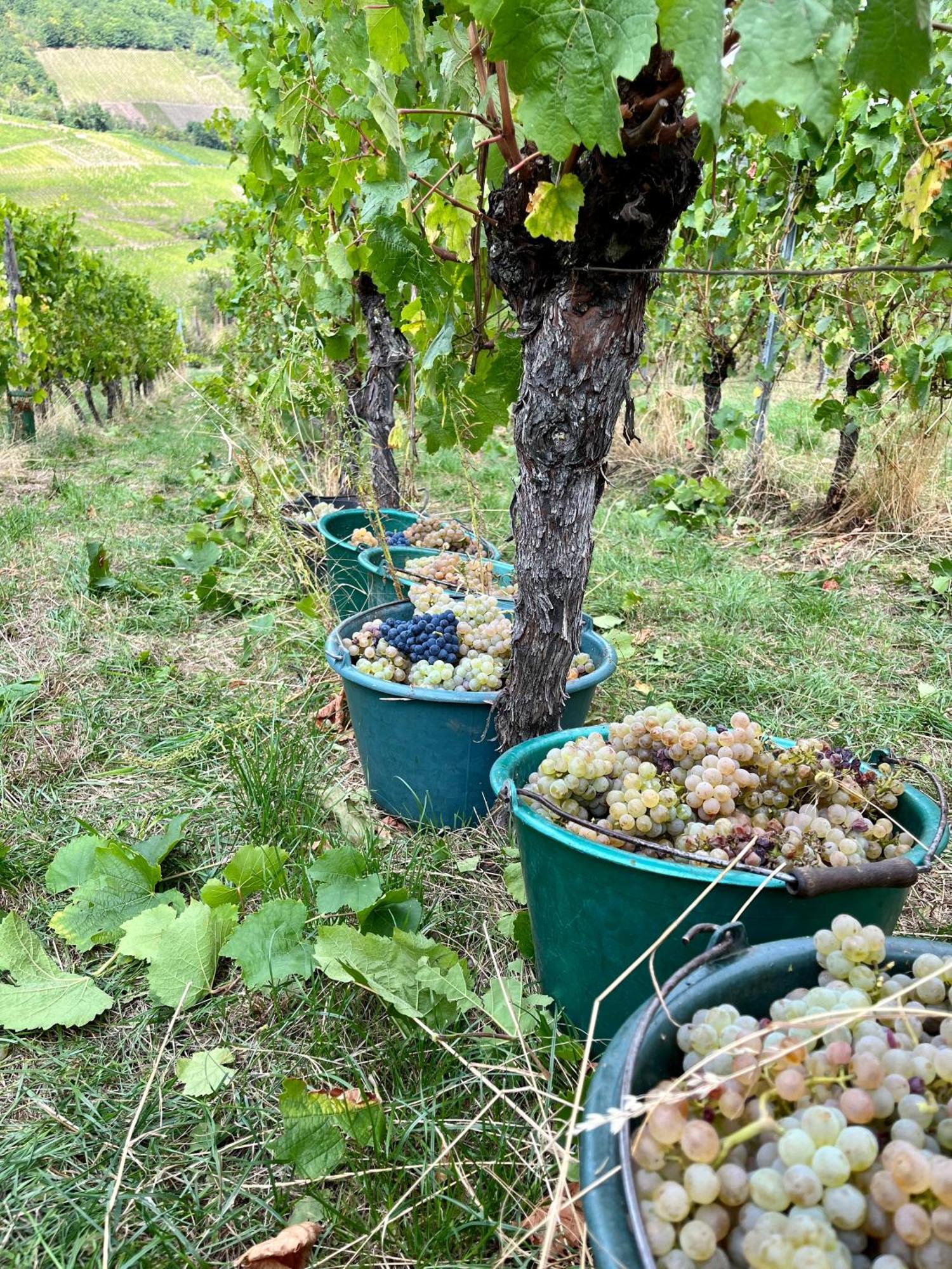 Reichsfeld Chambre Du Vigneron - Domaine Leon Bleesz מראה חיצוני תמונה